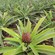 Rows of pineapple plants growing out of the ground in a large greenhouse